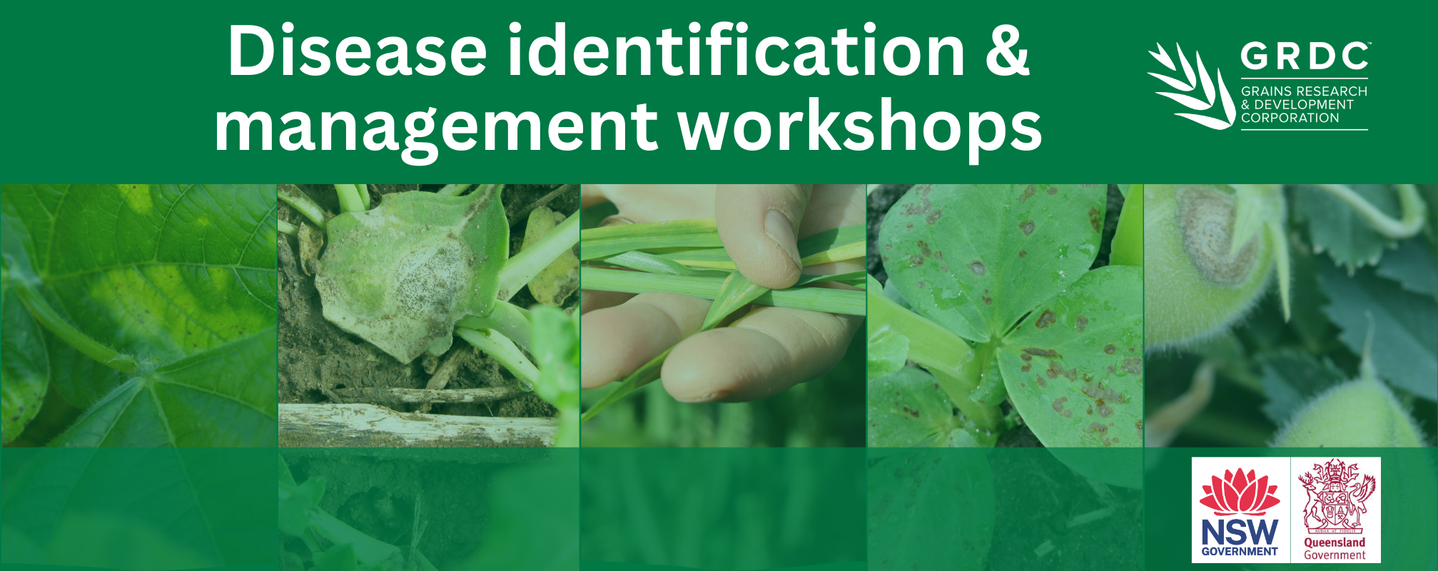Disease ID Banner