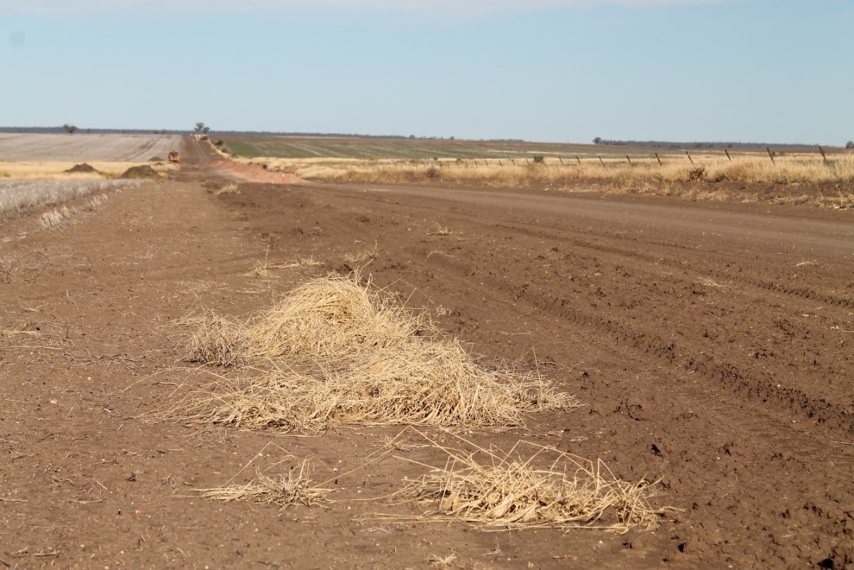 Old feathertop Rhodes grass plants along the edge of the public road