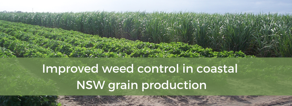 Improved weed control in coastal NSW grain production